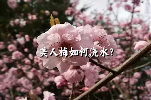 美人梅如何浇水？