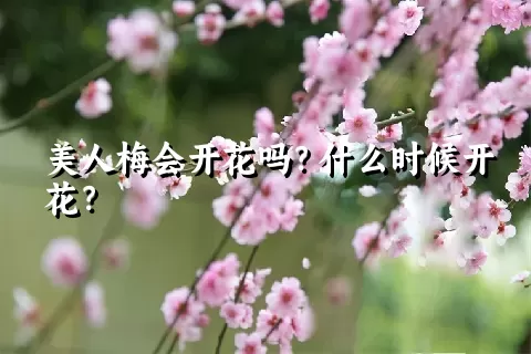 美人梅会开花吗？什么时候开花？