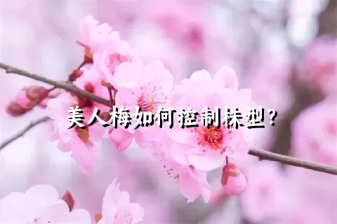 美人梅如何控制株型？