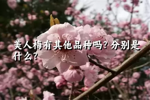 美人梅有其他品种吗？分别是什么？