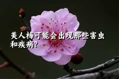 美人梅可能会出现那些害虫和疾病？