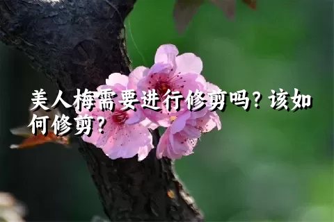 美人梅需要进行修剪吗？该如何修剪？