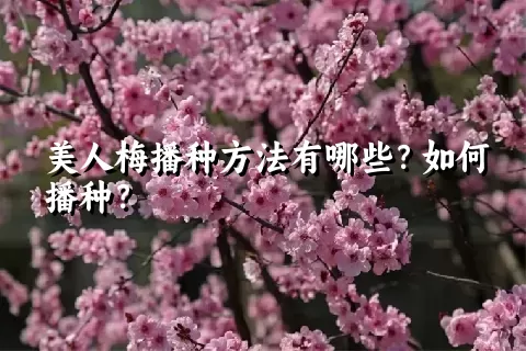 美人梅播种方法有哪些？如何播种？