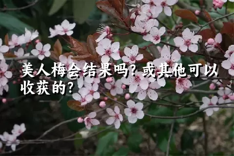 美人梅会结果吗？或其他可以收获的？