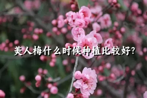 美人梅什么时候种植比较好？