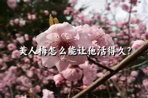 美人梅怎么能让他活得久？