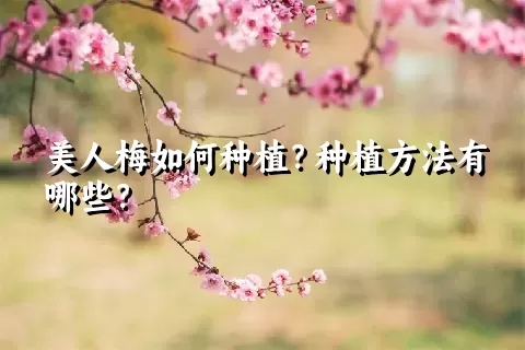 美人梅如何种植？种植方法有哪些？