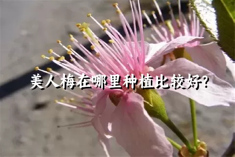 美人梅在哪里种植比较好？