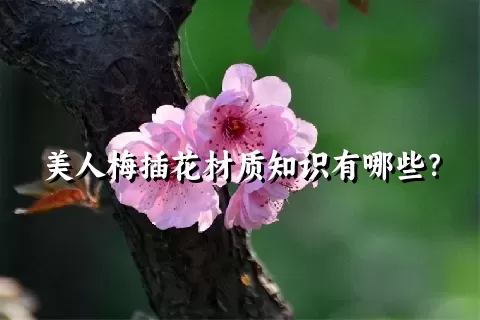 美人梅插花材质知识有哪些？