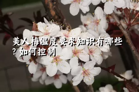 美人梅温度要求知识有哪些？如何控制