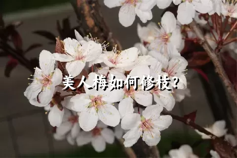 美人梅如何修枝？