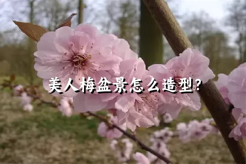 美人梅盆景怎么造型？