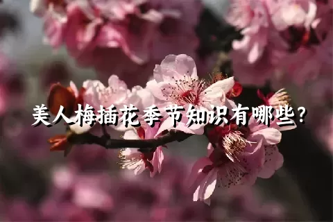 美人梅插花季节知识有哪些？