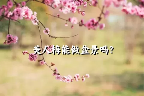 美人梅能做盆景吗？