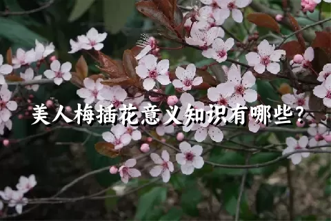 美人梅插花意义知识有哪些？