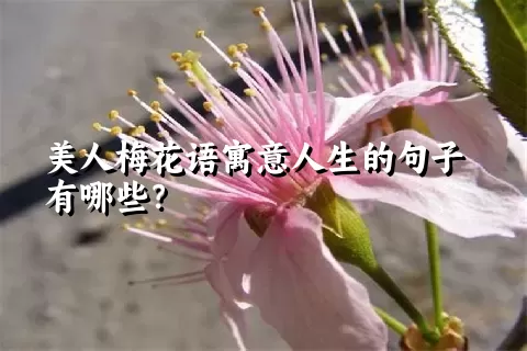 美人梅花语寓意人生的句子有哪些？