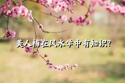 美人梅在风水学中有知识？