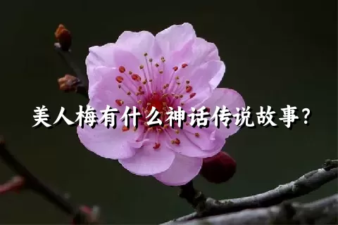 美人梅有什么神话传说故事？