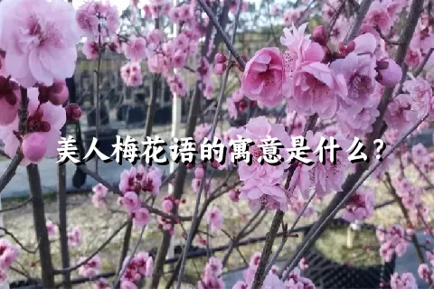 美人梅花语的寓意是什么？