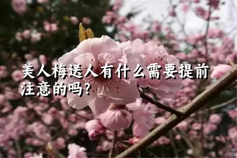 美人梅送人有什么需要提前注意的吗？