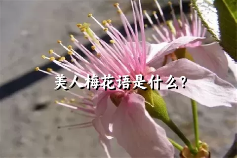 美人梅花语是什么？