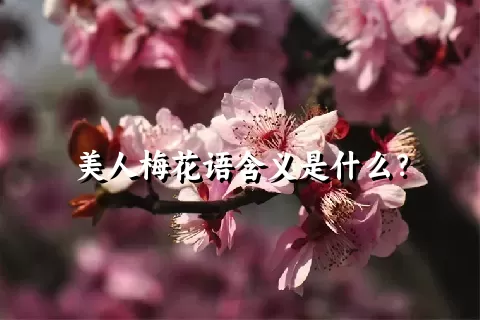 美人梅花语含义是什么？