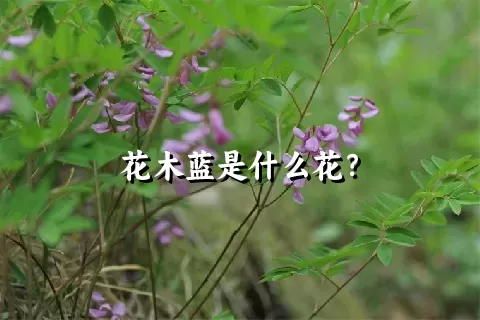 花木蓝是什么花？