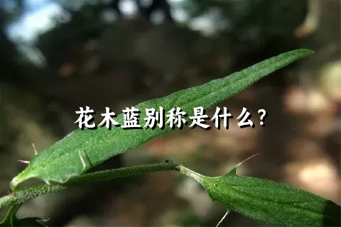 花木蓝别称是什么？