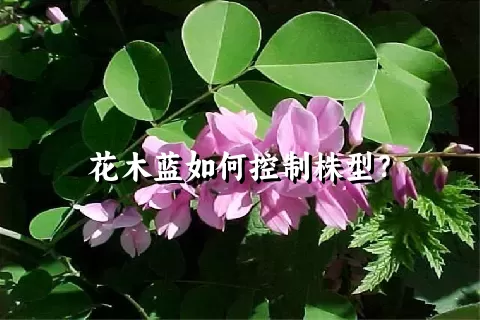 花木蓝如何控制株型？