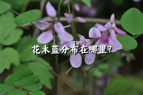 花木蓝分布在哪里?