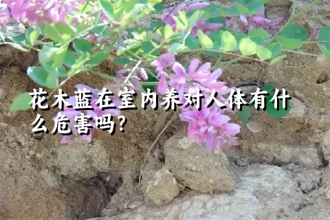 花木蓝在室内养对人体有什么危害吗？