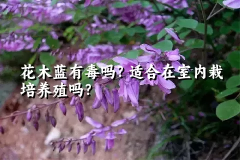 花木蓝有毒吗？适合在室内栽培养殖吗？