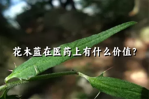 花木蓝在医药上有什么价值？