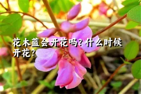 花木蓝会开花吗？什么时候开花？