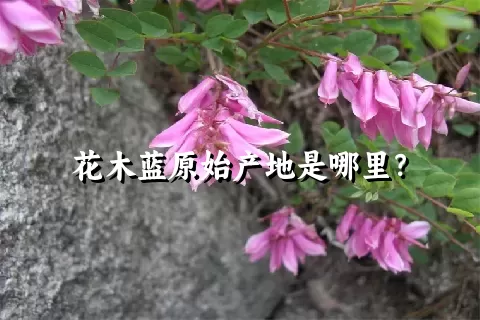 花木蓝原始产地是哪里？