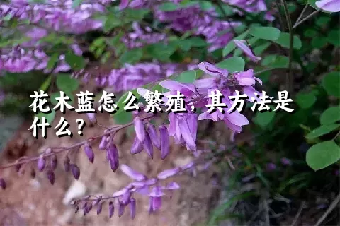 花木蓝怎么繁殖，其方法是什么？