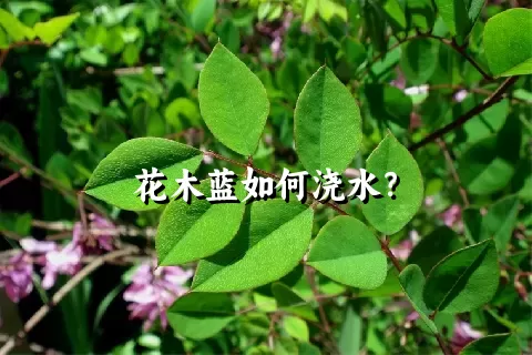 花木蓝如何浇水？