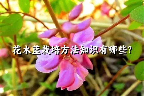 花木蓝栽培方法知识有哪些？