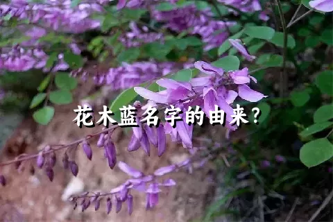 花木蓝名字的由来？