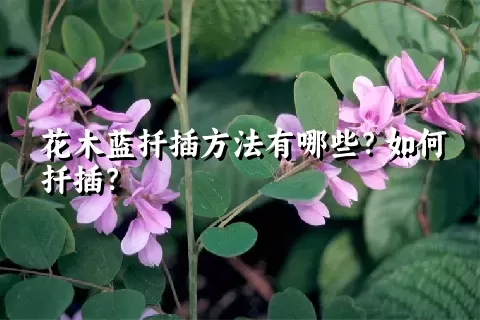 花木蓝扦插方法有哪些？如何扦插？