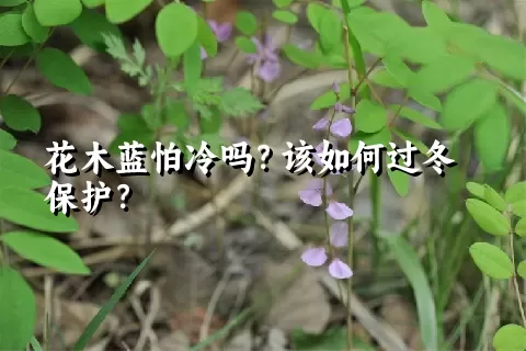 花木蓝怕冷吗？该如何过冬保护？