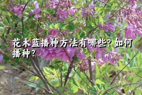 花木蓝播种方法有哪些？如何播种？