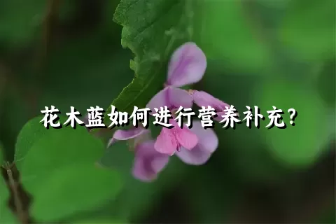 花木蓝如何进行营养补充？