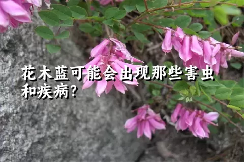 花木蓝可能会出现那些害虫和疾病？