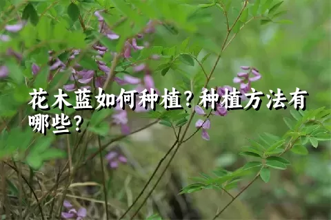 花木蓝如何种植？种植方法有哪些？