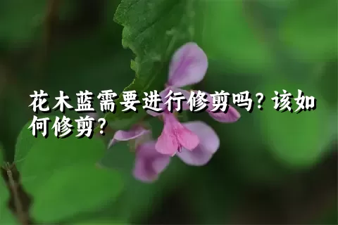 花木蓝需要进行修剪吗？该如何修剪？