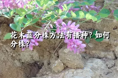 花木蓝分株方法有播种？如何分株？