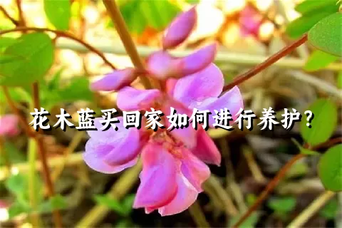 花木蓝买回家如何进行养护？