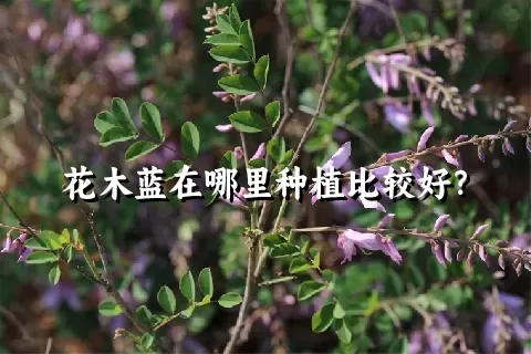 花木蓝在哪里种植比较好？