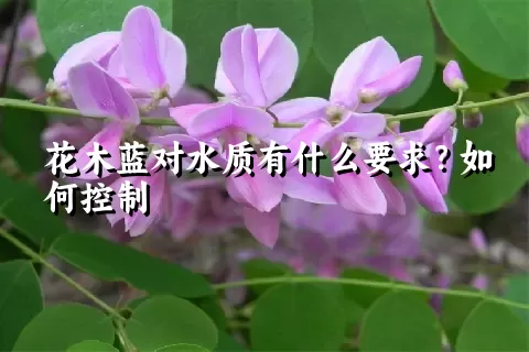 花木蓝对水质有什么要求？如何控制